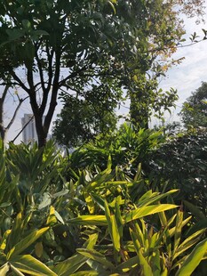 绿意盎然的户外植物景观