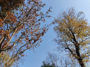 秋日树梢蓝天映衬美景