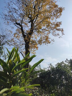 秋日孤树与葱郁绿植