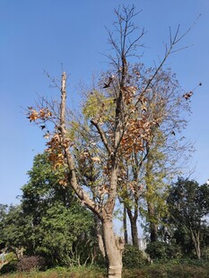 秋日枯树与葱郁林木