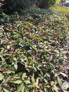 绿叶繁茂的植物景观