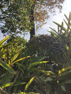 林间绿植阳光洒落之景