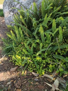 翠绿植物生机勃勃