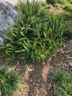 绿叶丛生的地面植物景观