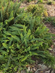 绿叶丛生的植物景观