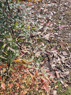 秋日落叶覆盖的地面景象