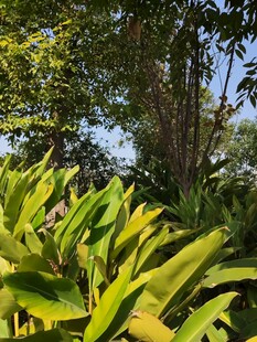 繁茂绿植自然清新景致