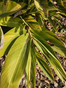 翠绿舒展的植物叶片