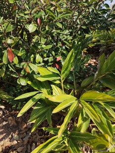 绿叶间的多彩植物景观