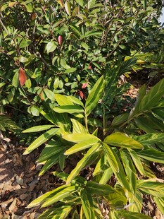 绿叶繁茂的植物景观