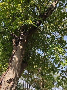 粗壮大树枝叶繁茂