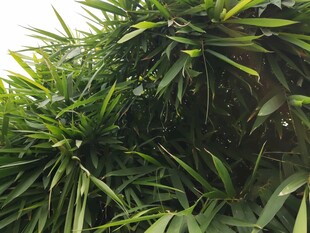 翠绿繁茂的热带植物景观