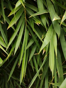 翠绿竹叶特写