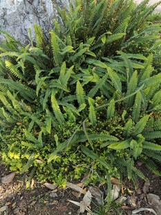 翠绿繁茂的丛生植物