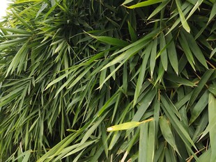 翠绿竹叶特写