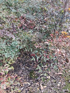 秋日林间繁茂植被景象