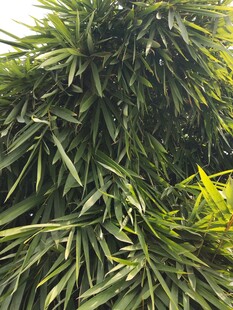 翠绿繁茂的植物叶片