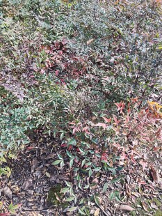 地面多彩植物景观