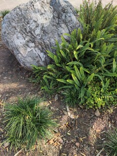 岩石旁的翠绿植物