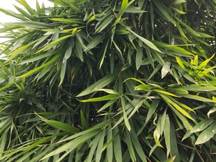 翠绿繁茂的热带植物叶片