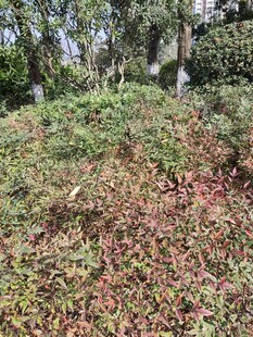 秋日林间落叶覆盖的坡地