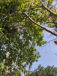 繁茂绿树与上方蓝天景象