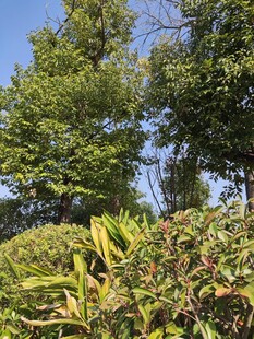 绿意盎然的树木与植被景观