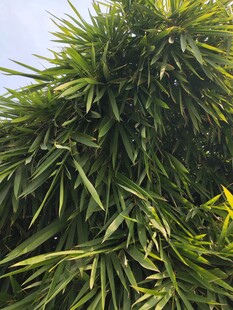 翠绿繁茂的热带植物枝叶