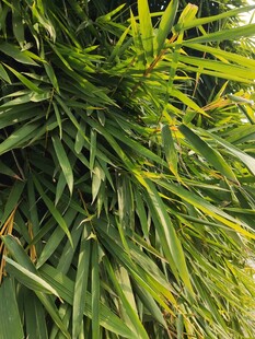 翠绿繁茂的热带植物叶片