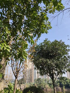 城市绿荫下的高楼景观