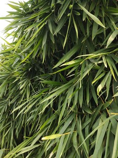 翠绿竹叶尽显自然生机