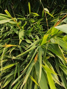 翠绿繁茂的热带植物景观