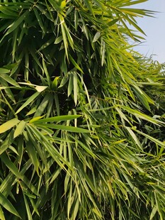 翠绿竹林枝叶繁茂景象