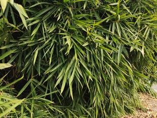 翠绿竹叶展现勃勃生机