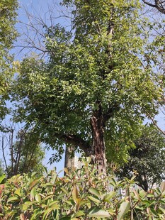 绿树繁茂展现自然生机