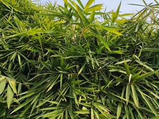 翠绿繁茂的热带植物景观