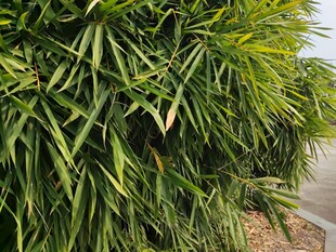 翠绿繁茂的修长叶片植物