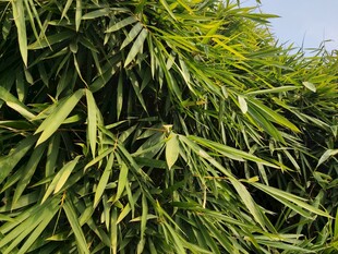 翠绿竹叶尽显自然生机