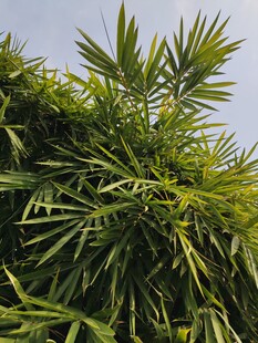 翠绿竹叶尽显自然生机