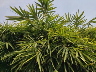 翠绿竹叶尽显自然生机