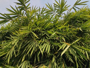 翠绿竹林清新自然景致