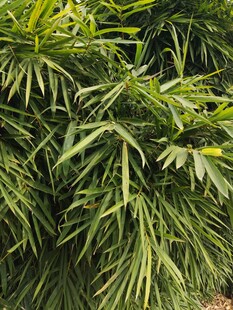 翠绿繁茂的热带植物景观