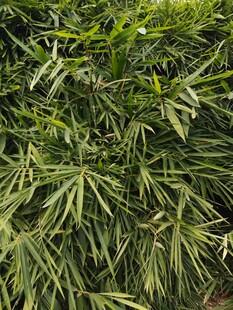 翠绿竹叶植物特写