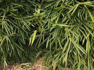 翠绿竹叶展现自然生机