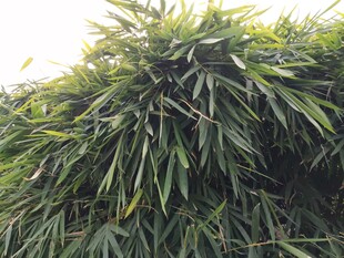 茂密翠绿的竹叶景观