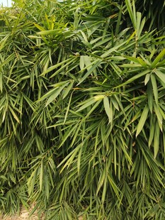 翠绿竹叶植物景观