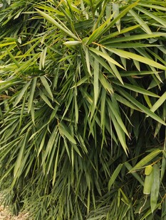 翠绿竹叶植物特写