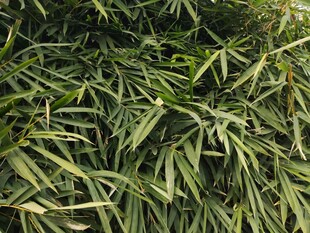 翠绿竹叶展现自然生机