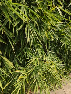 翠绿修长竹叶特写