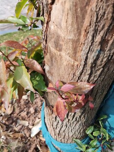 树干旁新生的多彩植物